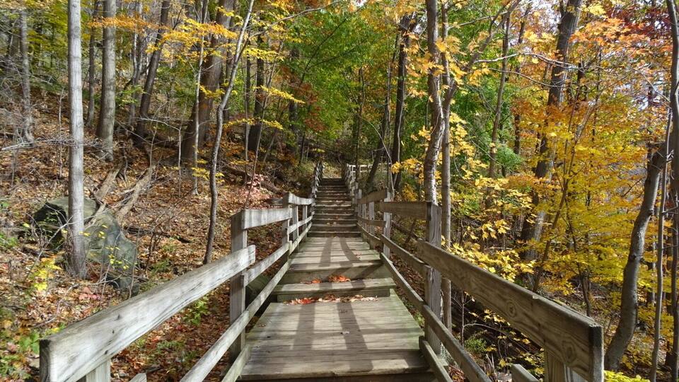 A wooden boardwalk through a forest with autumn-colored leaves.