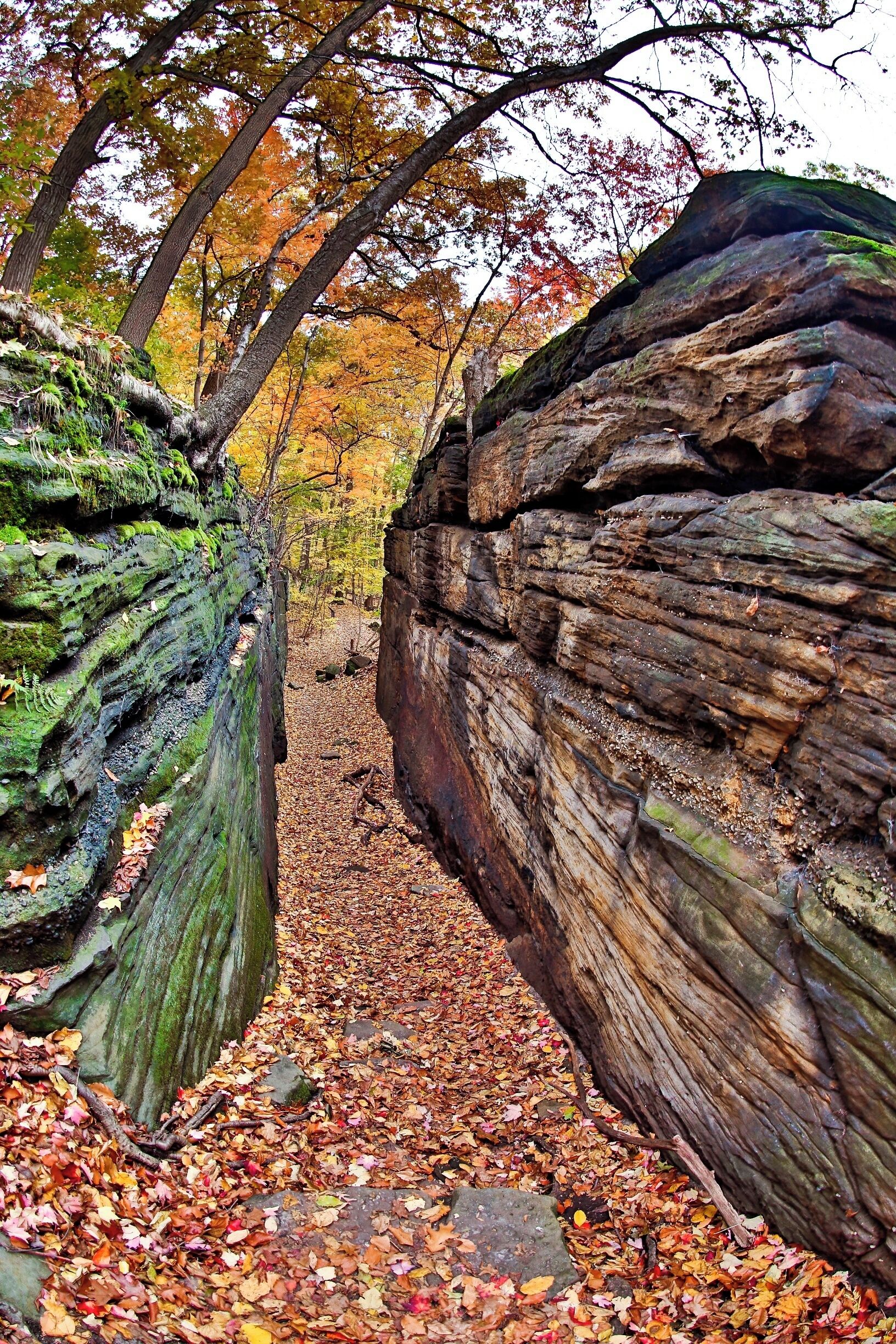 A rocky terrain with moss-covered surfaces and autumn-colored leaves.