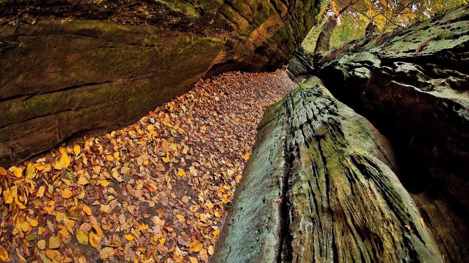 A rocky path with autumn leaves.