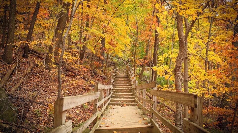 A wooden staircase surrounded by autumn-colored trees.