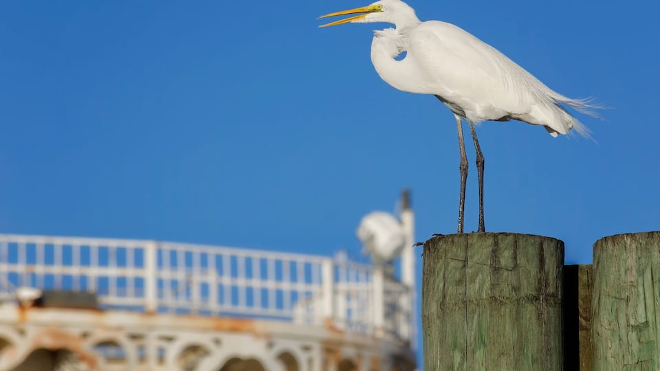 A white egret standing on a wooden post with a blue sky in the background.