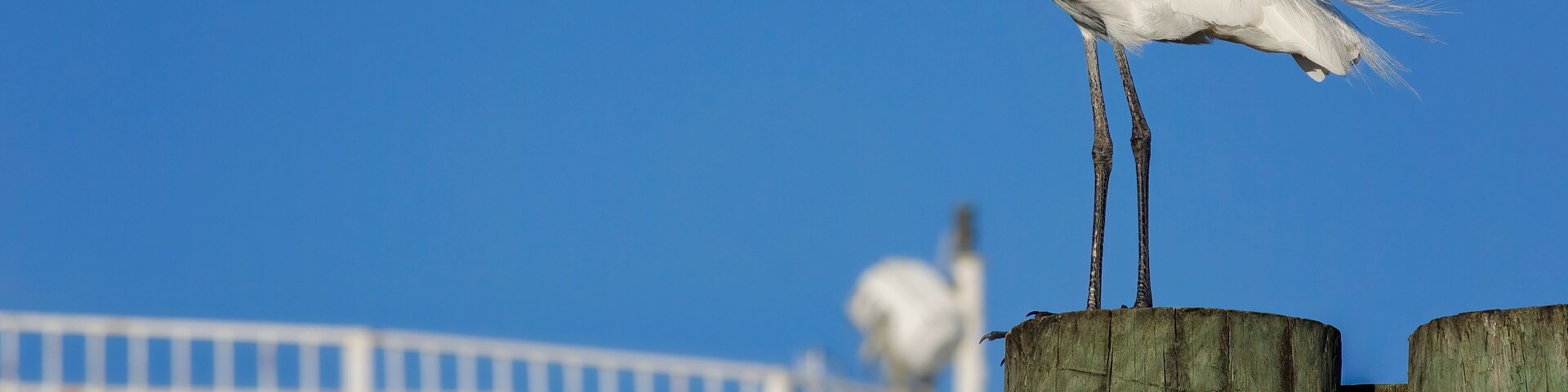 Great egret (Ardea alba) in Bayou La Batre Alabama