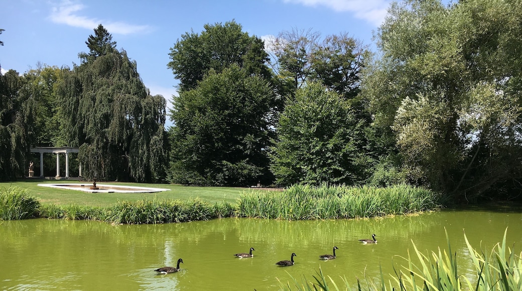 Geese on a Green Pond in Old Westbury, Long Island, New York