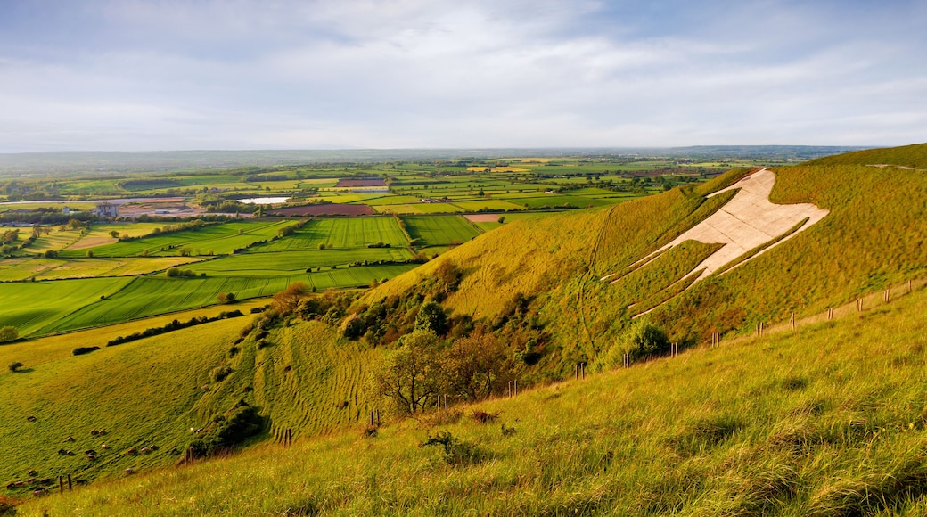 Westbury White horse, in golden evening summer light, Wiltshire