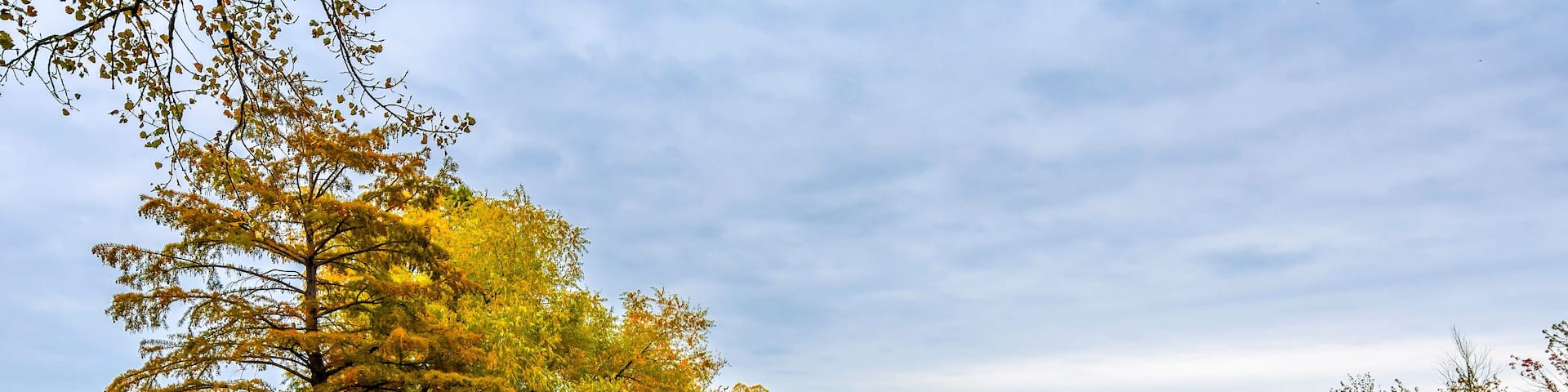 Schiller Woods view in Chicago of Illinois