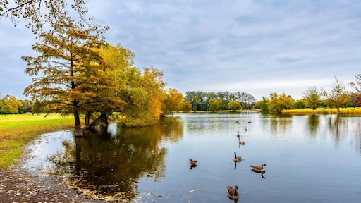 Schiller Woods view in Chicago of Illinois