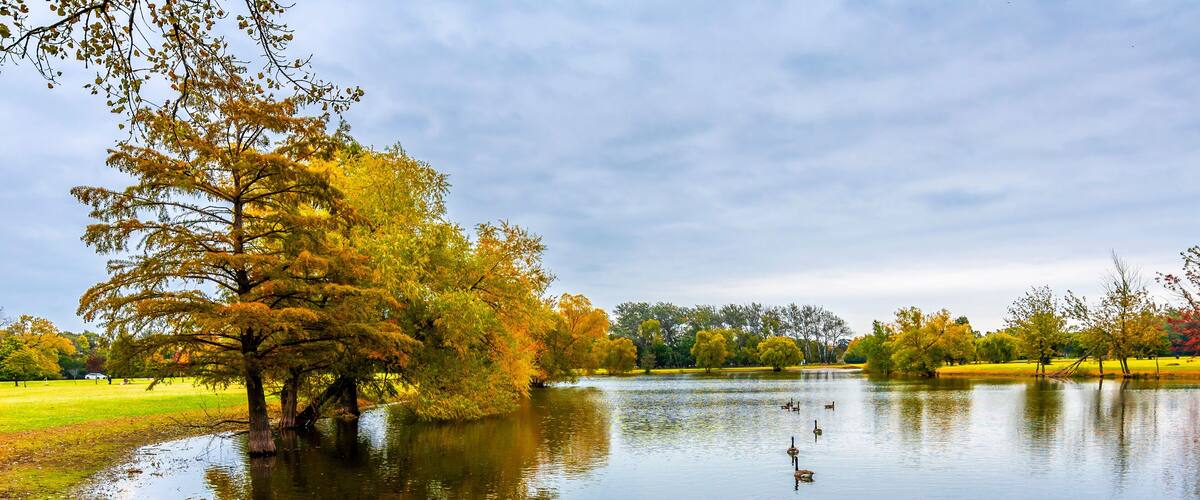 A calm lake with ducks, autumn trees, and a grassy park area.