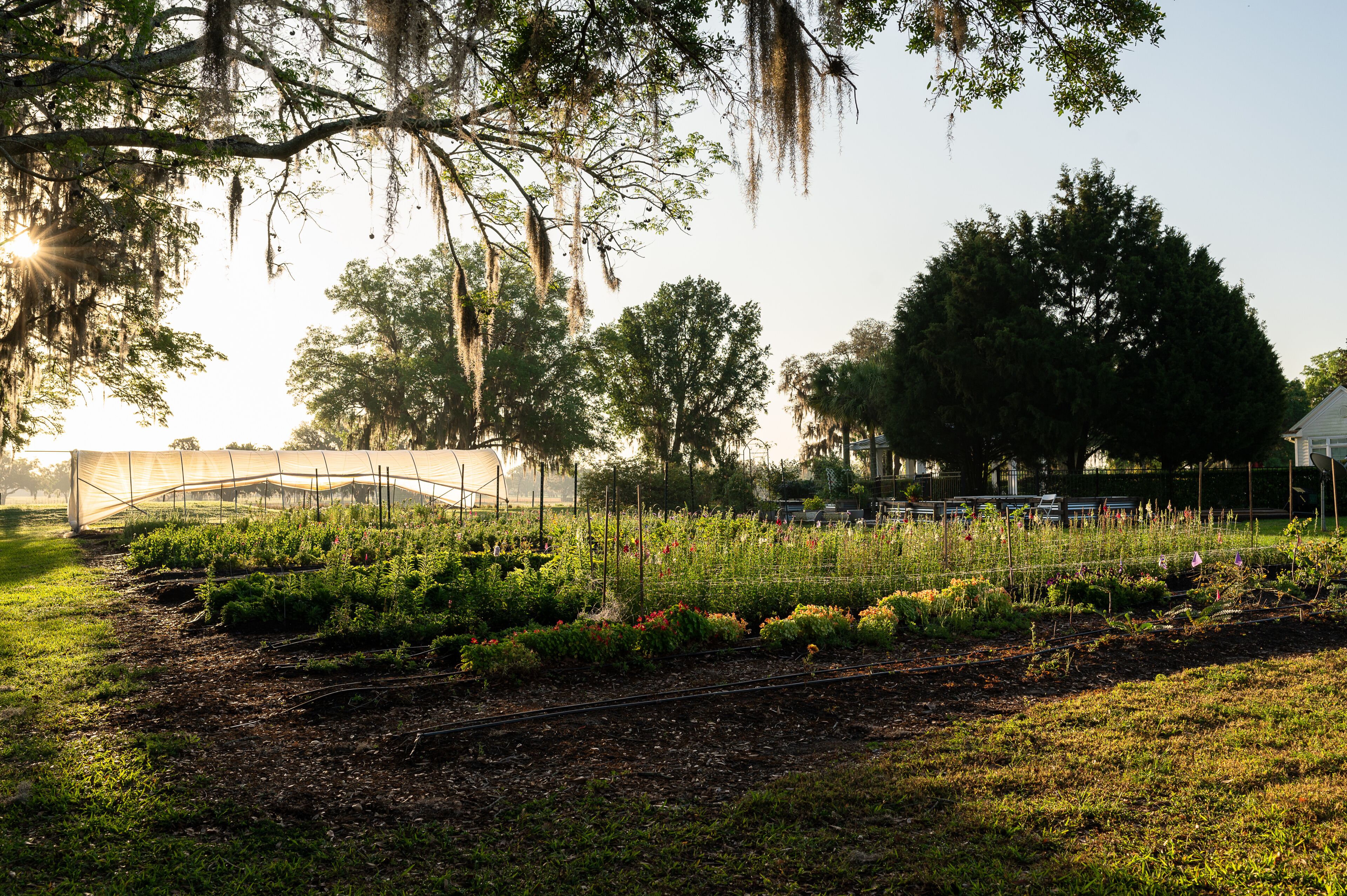 Wide angle of a flower farm at sunrise