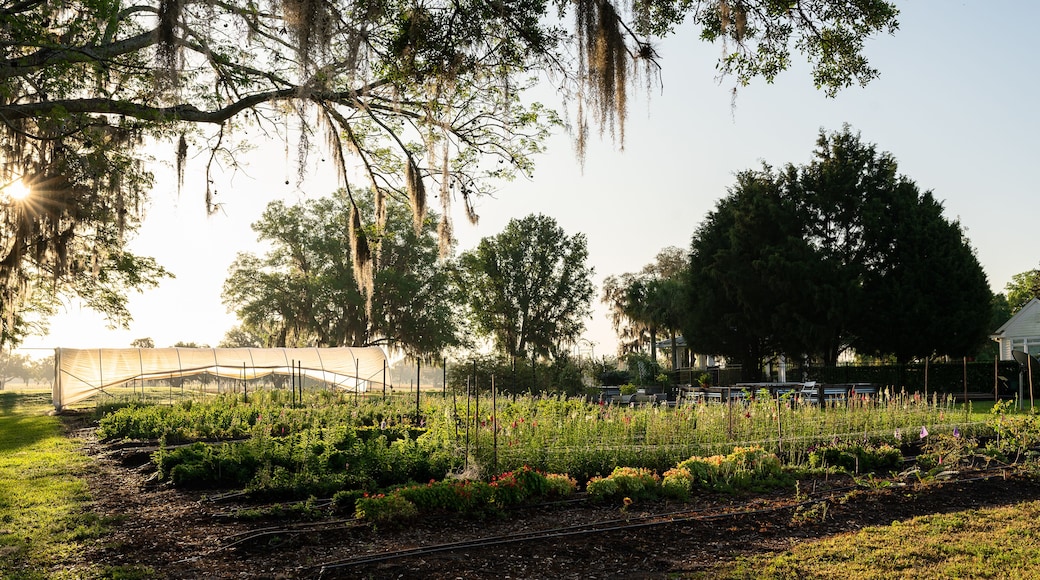 Wide angle of a flower farm at sunrise
