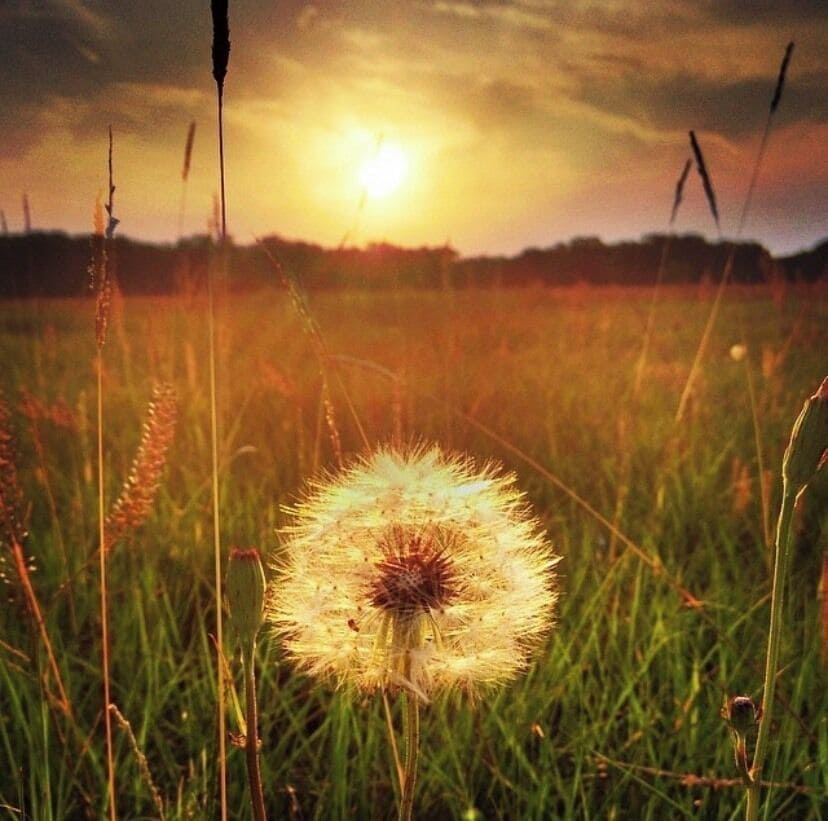Sunset and wild Dandelions