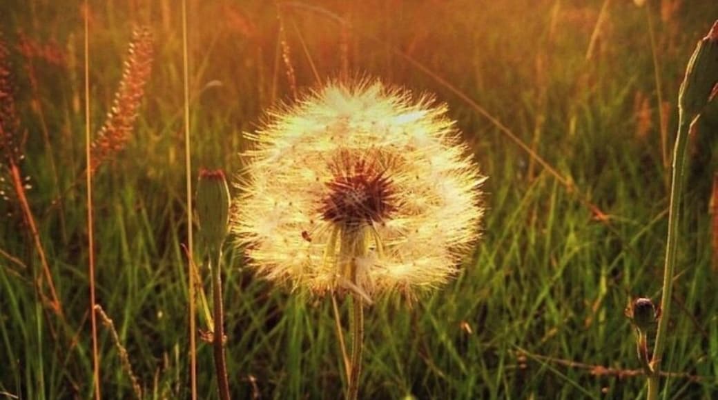 Sunset and wild Dandelions