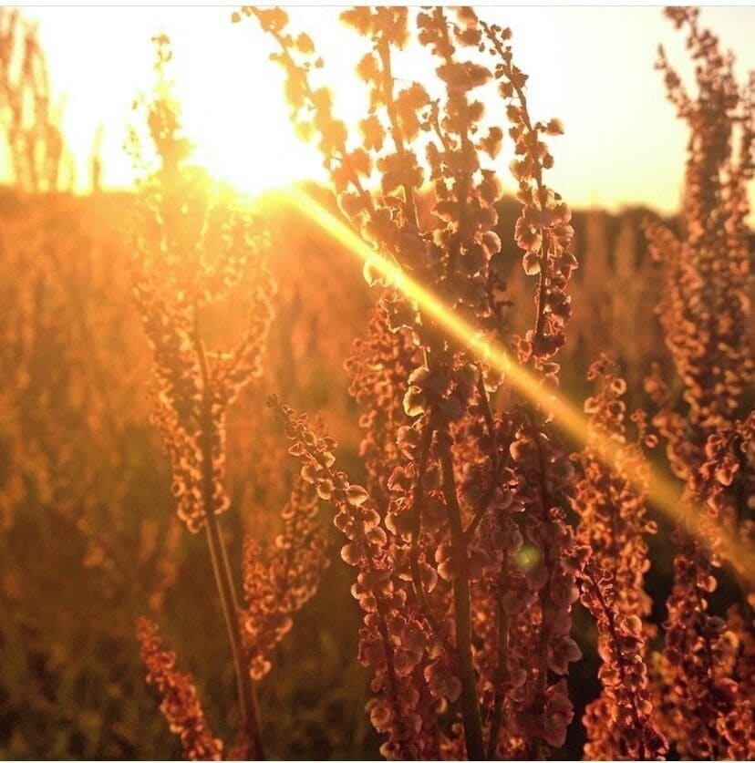 Sunset through the fields