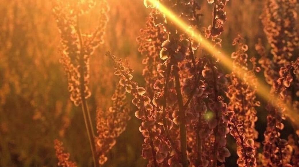 Sunset through the fields