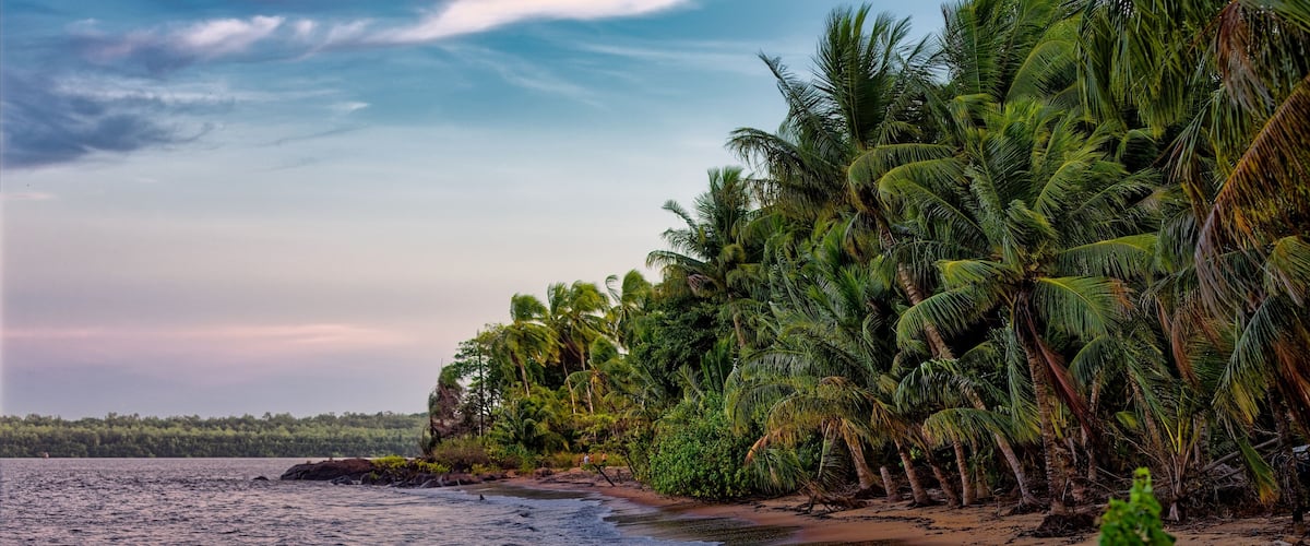 A beach with palm trees and a calm sea.