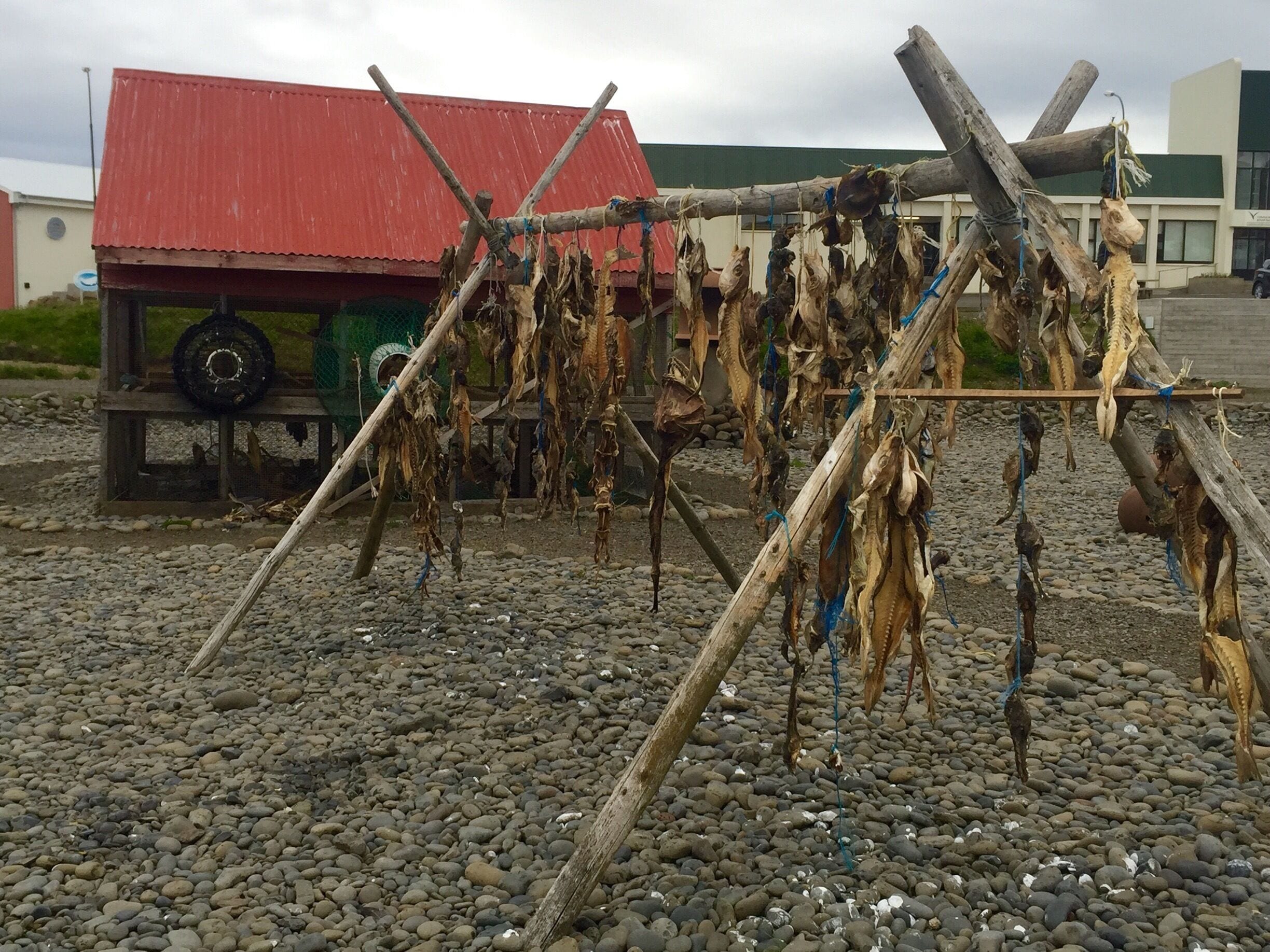 Just some fish drying.... Classic Iceland :)