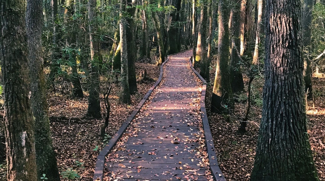 The boardwalk at Kalmia Gardens