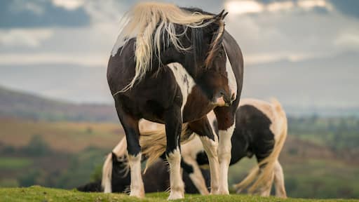 Ein Pferd mit schwarz-weißem Fell steht auf einer grünen Wiese, im Hintergrund ein bewölkter Himmel.