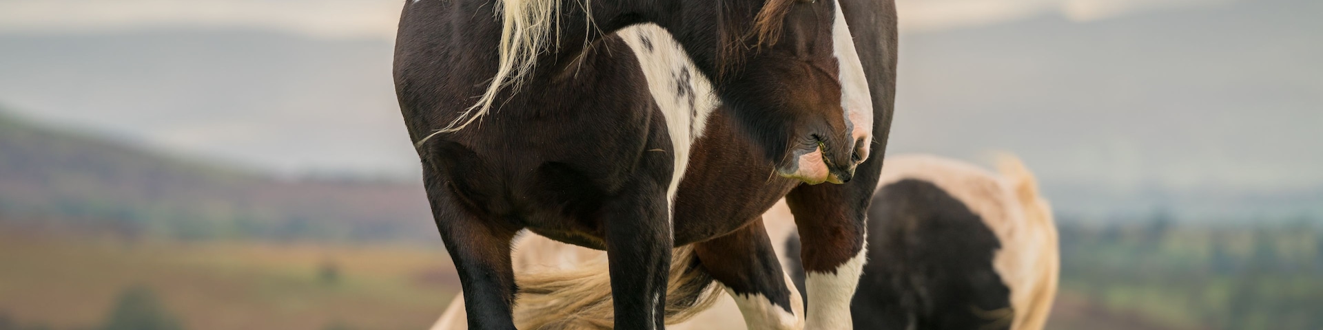 Un caballo con pelaje blanco y negro de pie en un campo cubierto de hierba, con un cielo nublado al fondo.