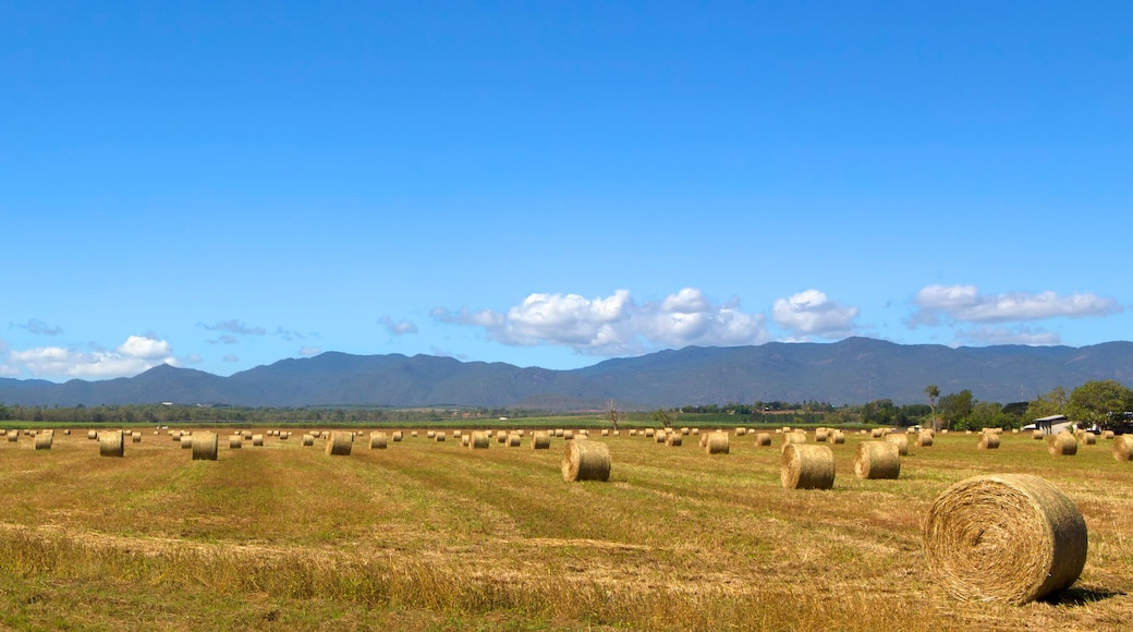 Panoramic hay bales and hills on the Atherton Tableland in Tropical North Queensland, Australia
