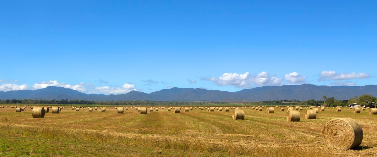 A field of hay bales with mountains in the background.
