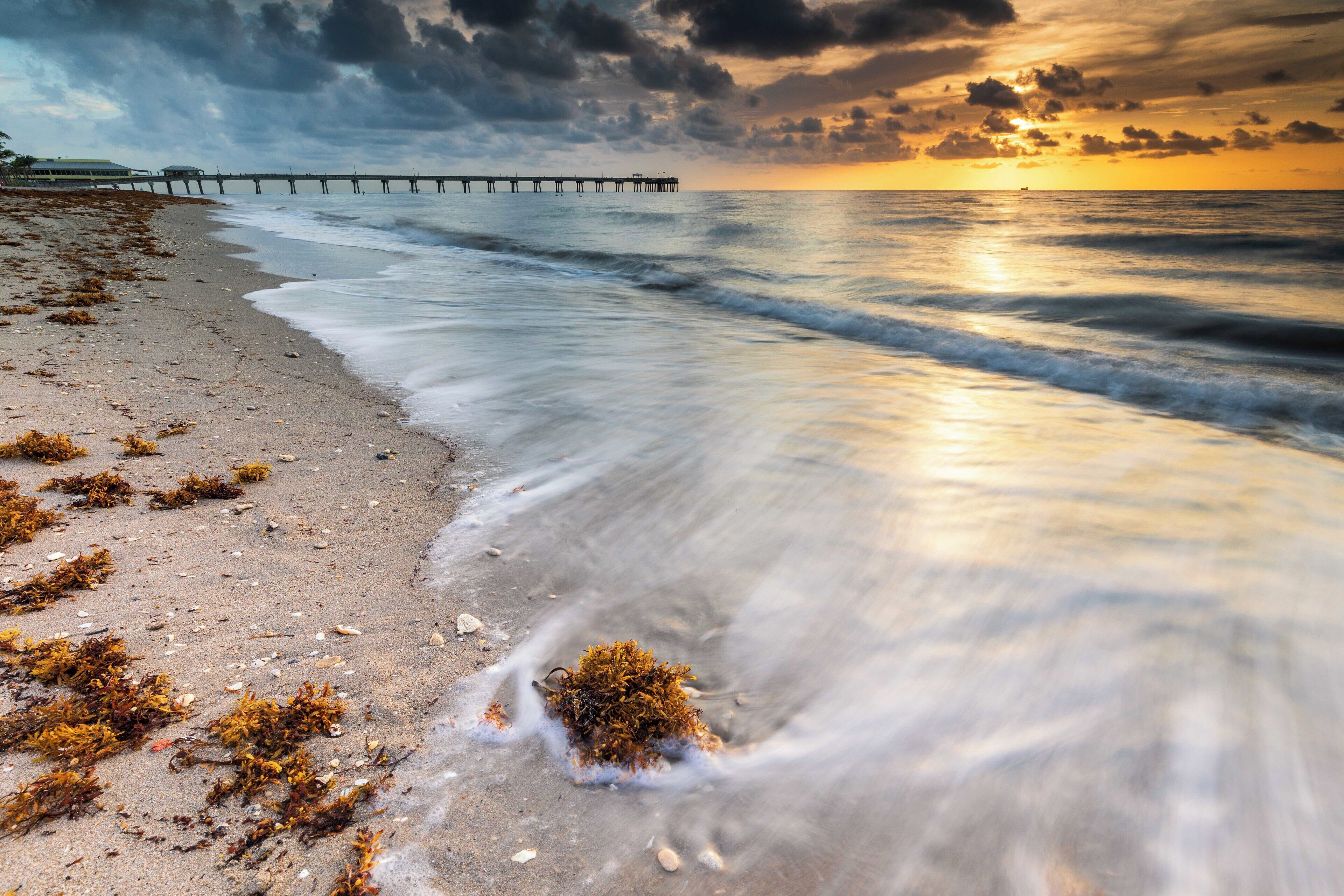 A beach with seaweed, waves, and a pier in the distance during sunset.
