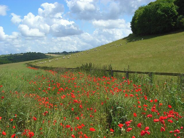 A field of red poppies, a grassy hill, and a flock of sheep in the background.