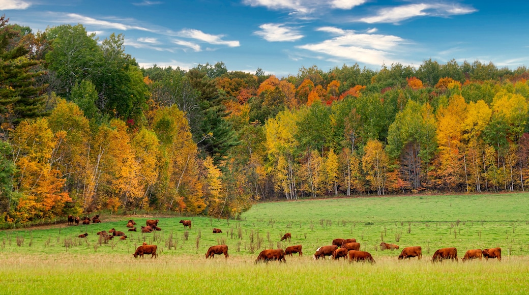 Grazing Cattle in Autumn in Wisconsin