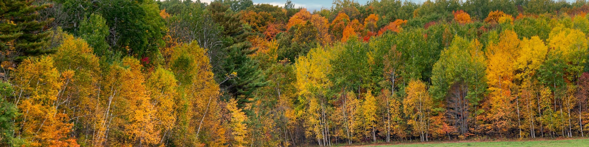 Grazing Cattle in Autumn in Wisconsin