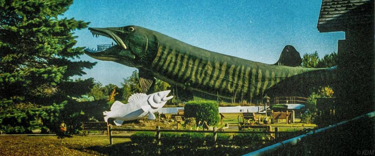 Muskie Festival in June. Hayward, Wisconsin in general is a lot of fun. With the Muskie fest, the national lumberjack competition, and the birkebeiner race in February.