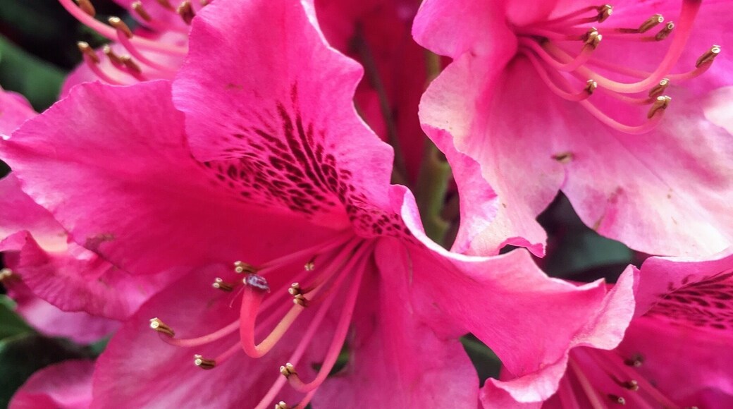 Beautiful plants of all kinds, from trees to succulents to flowers to tomatoes and every other kind of veggie for amazing prices, plus the staff is so kind and helpful!