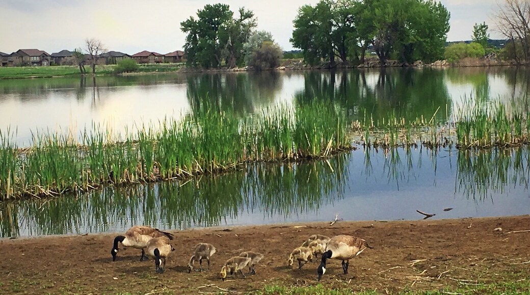 Geese family at McKay Lake
