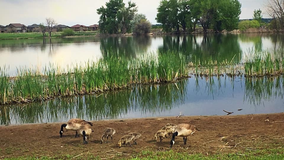 Geese family at McKay Lake