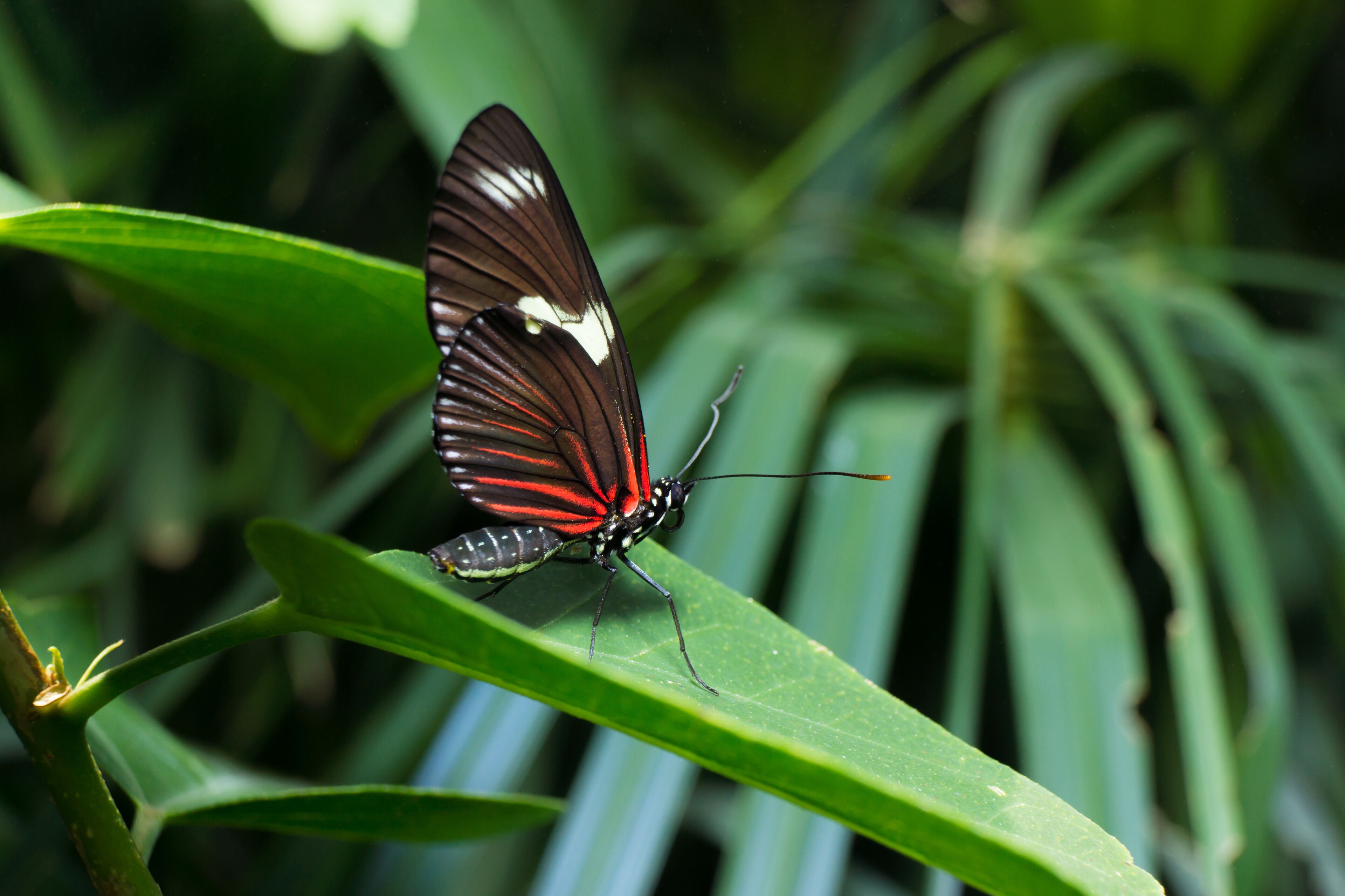 Butterfly at the Butterly Pavilion in Westminster, Colorado
