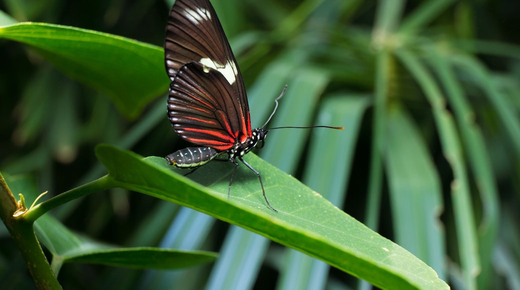 Butterfly at the Butterly Pavilion in Westminster, Colorado