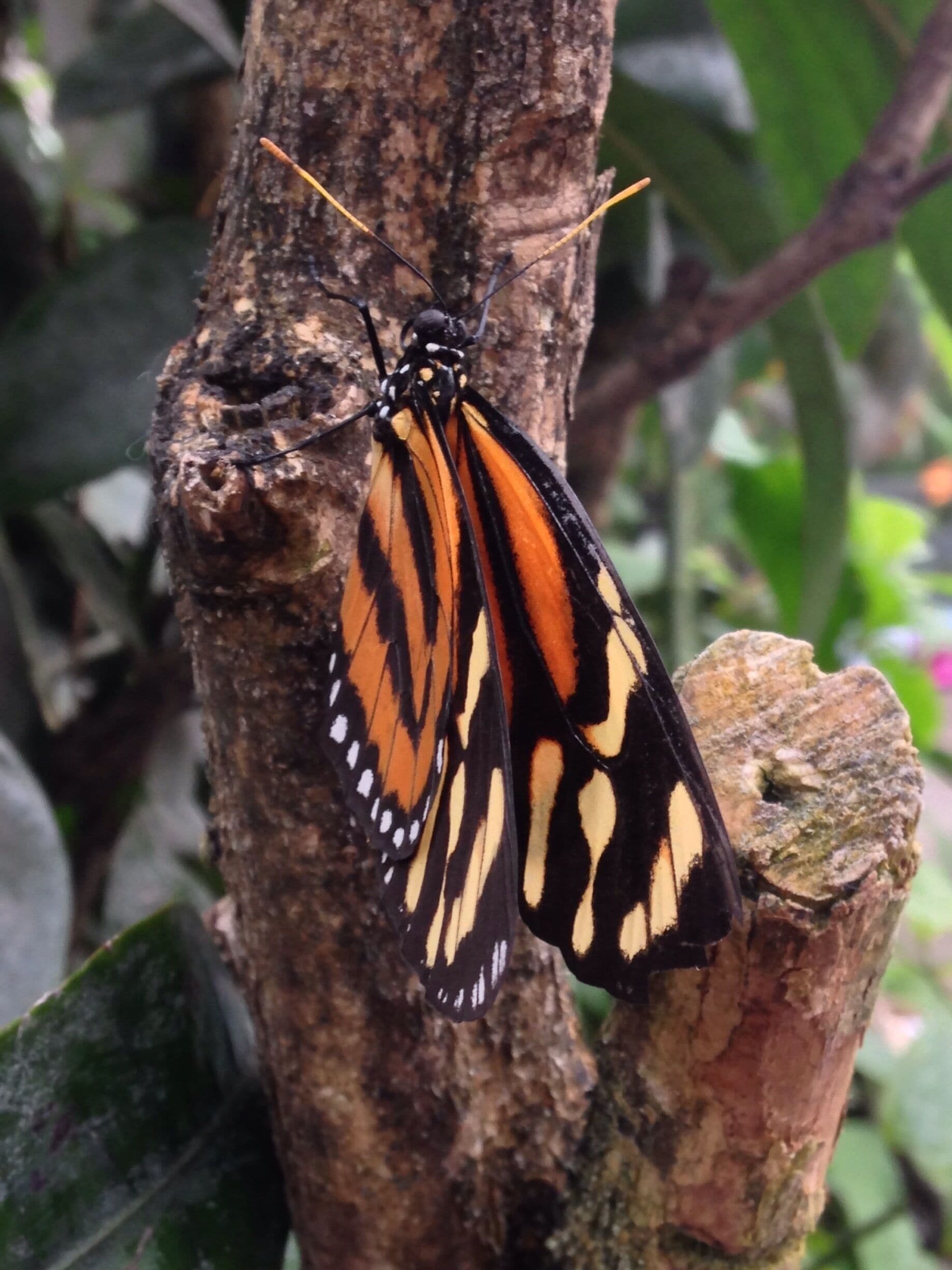 Butterfly Pavilion
#springfun