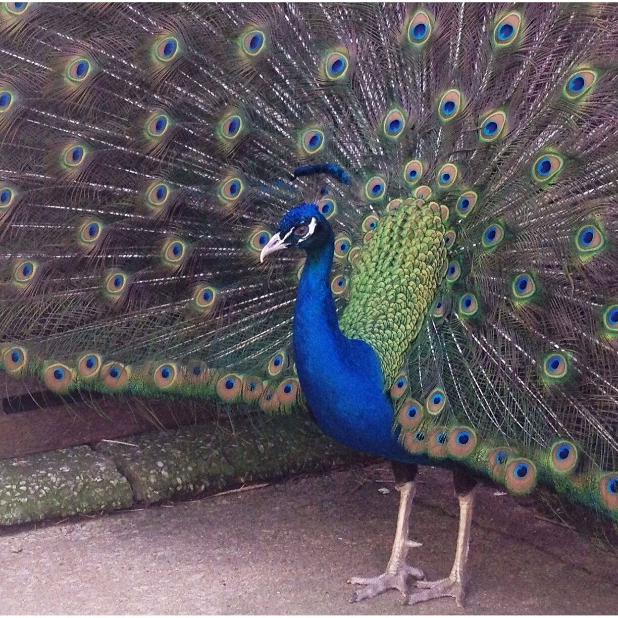 Baugher's is a family-friendly pick your own farm that features a petting zoo with all sorts of animals, including two gorgeous peacocks. As soon as I walked over, this flamboyant male peacock strutted his stuff and spread his feathers. What a great experience! There's also a huge playground for kids. 