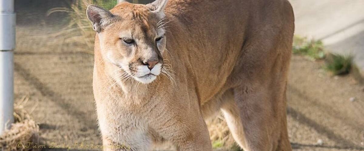 Shot this cougar at cougar mountain zoo in Washington #wildlife