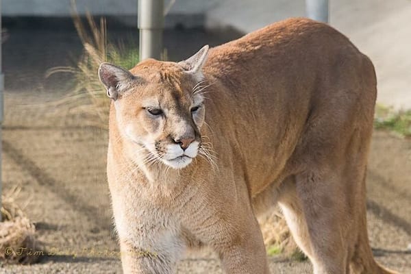 Shot this cougar at cougar mountain zoo in Washington #wildlife