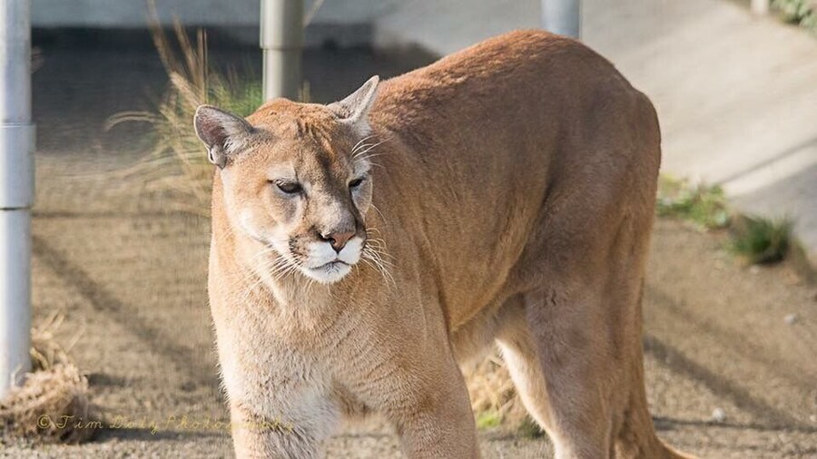 Shot this cougar at cougar mountain zoo in Washington #wildlife