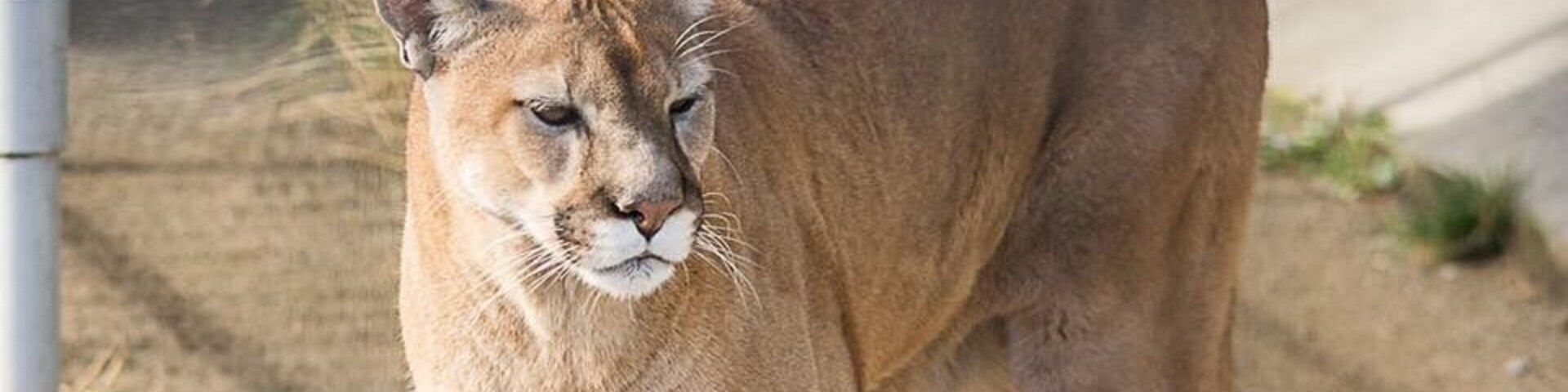 Shot this cougar at cougar mountain zoo in Washington #wildlife