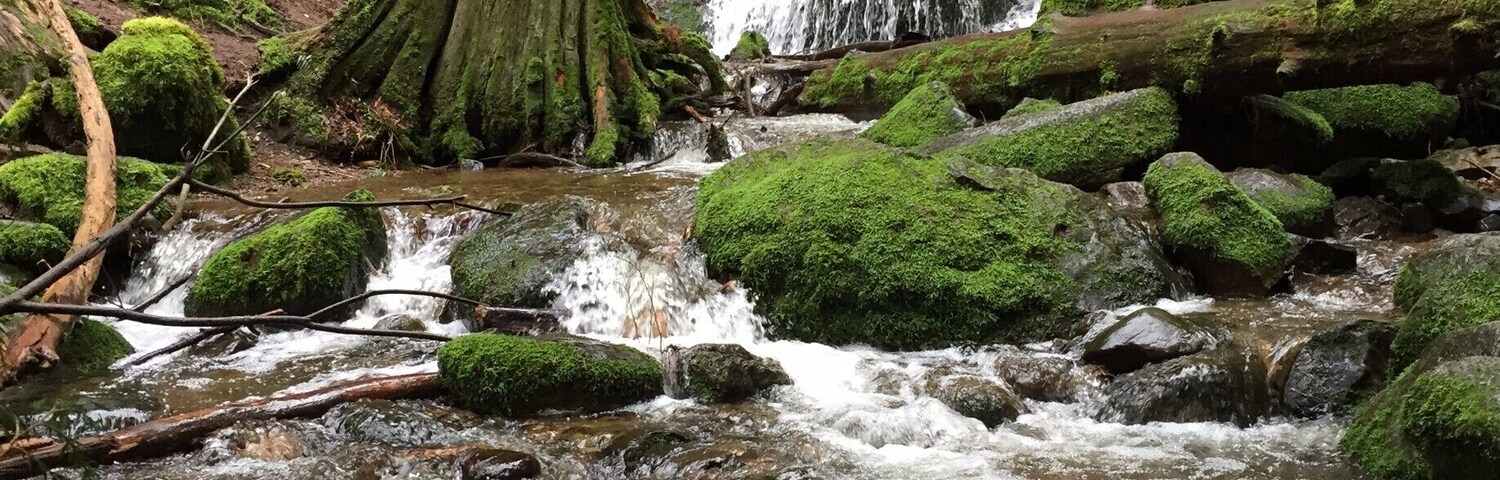 One of my favorite places to hike back to on Cougar Mountain.