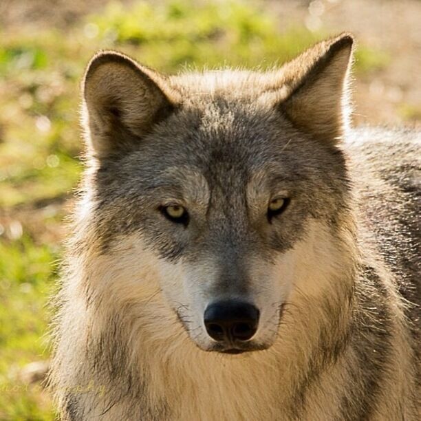 Shot this wolf at cougar mountain zoo. #wildlife