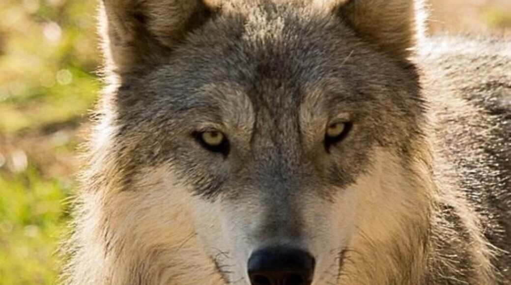 Shot this wolf at cougar mountain zoo. #wildlife