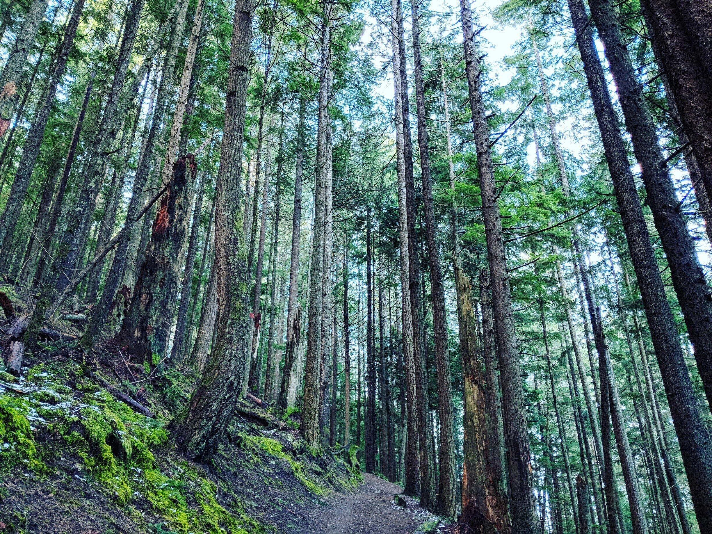 Fantastic place to hike if you are looking for somewhere nearby! 

#LifeAtExpedia #green