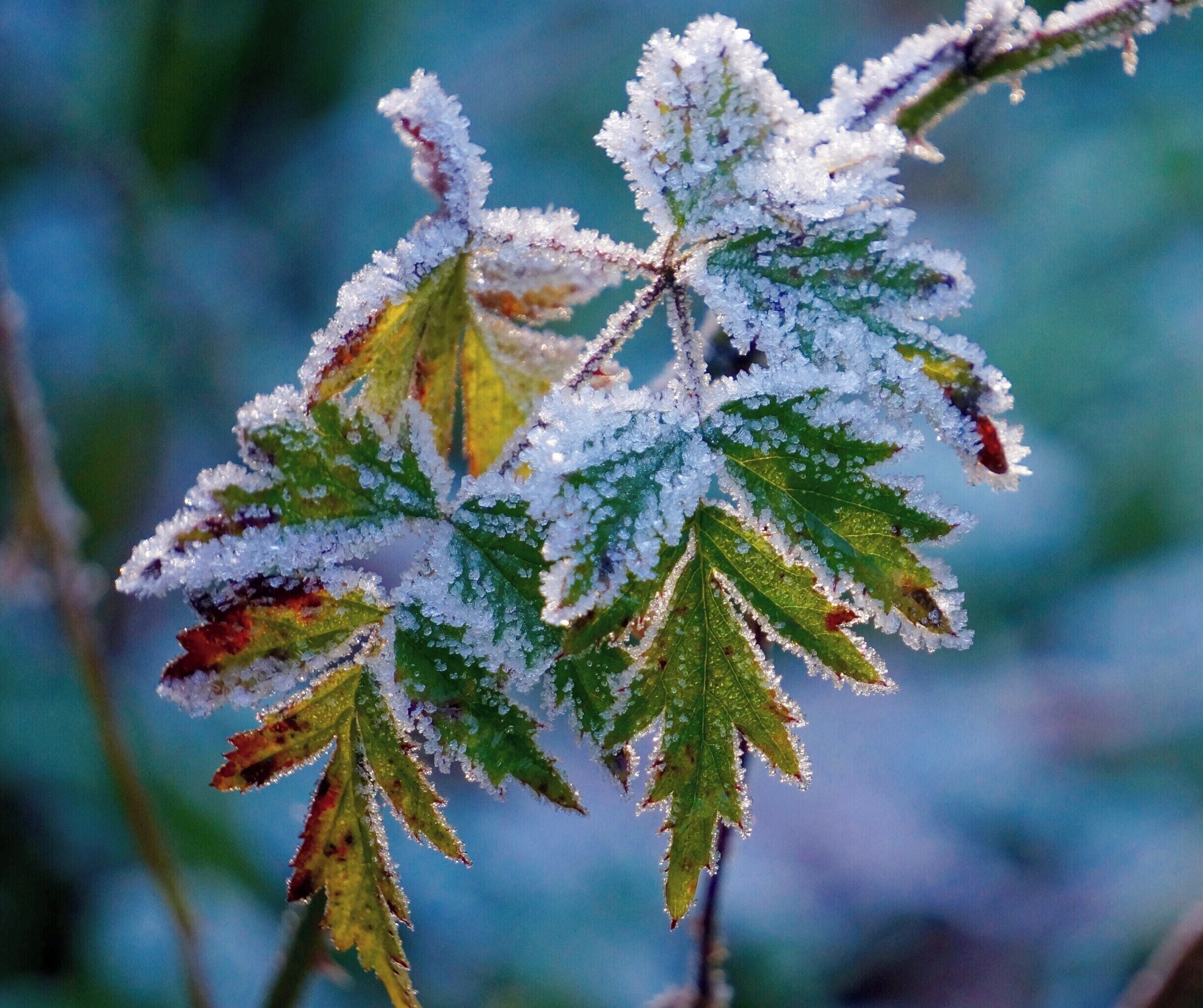 Glistening ice crystals on end-of-season berries. What a gem! #blue