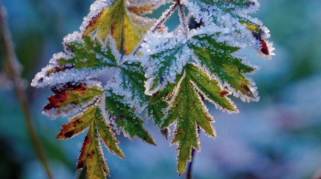 Glistening ice crystals on end-of-season berries. What a gem! #blue