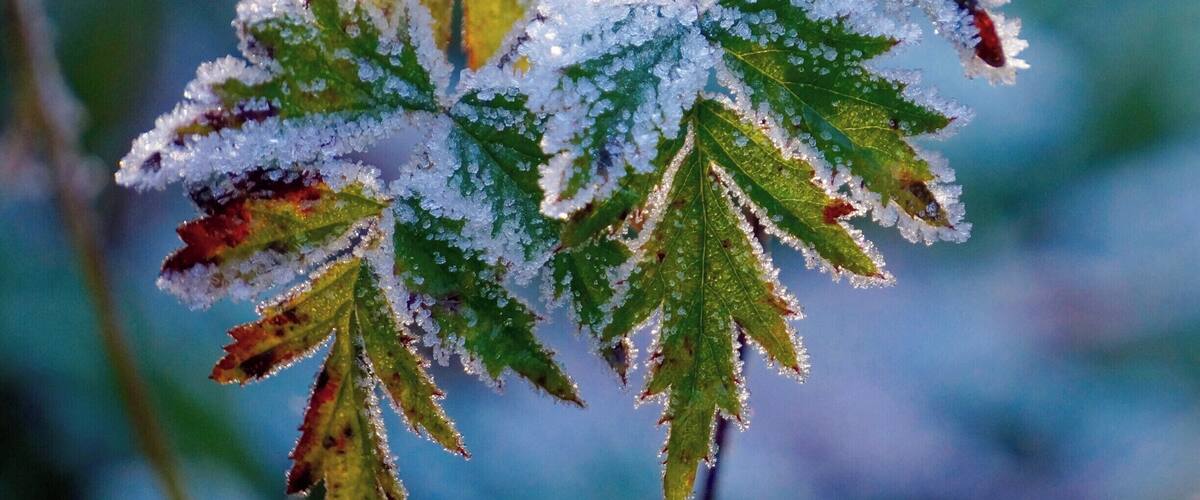 Glistening ice crystals on end-of-season berries. What a gem! #blue