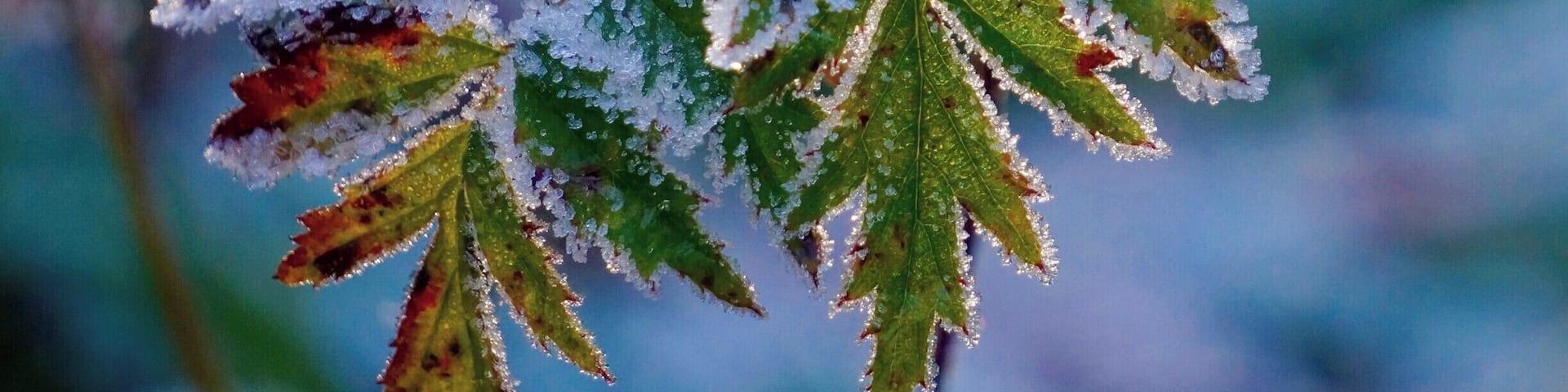 Glistening ice crystals on end-of-season berries. What a gem! #blue