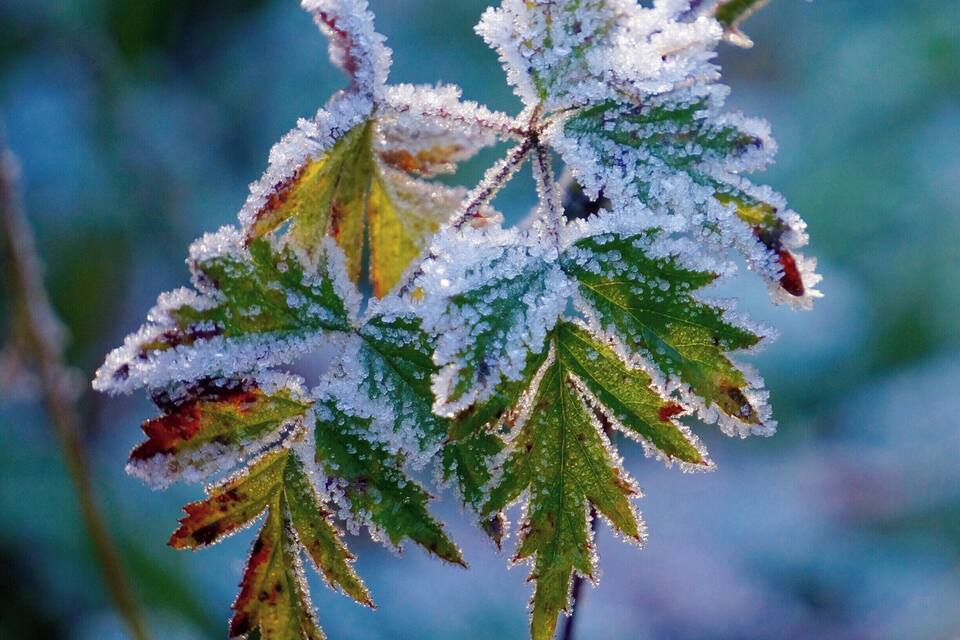 En närbild på frosttäckta löv.