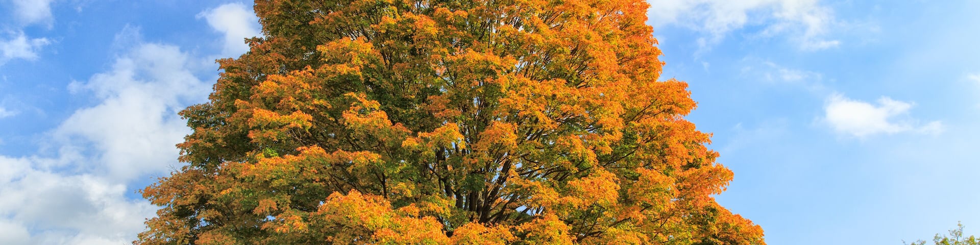 A large tree with orange leaves in a park.